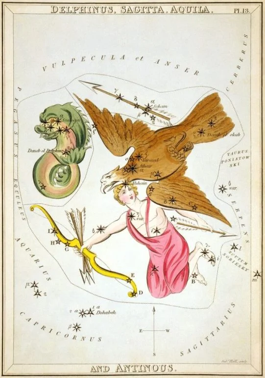 dolphin constellation