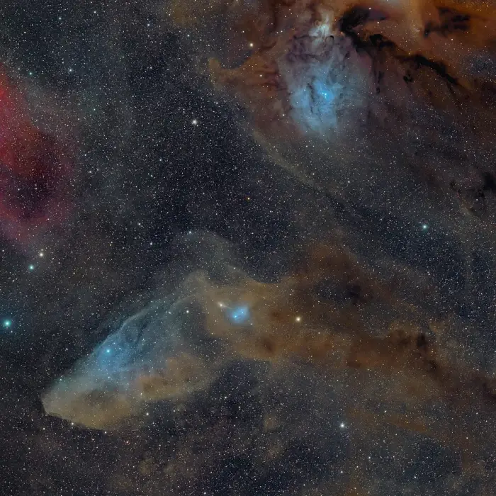blue horsehead nebula,ic 4592,reflection nebula in scorpius
