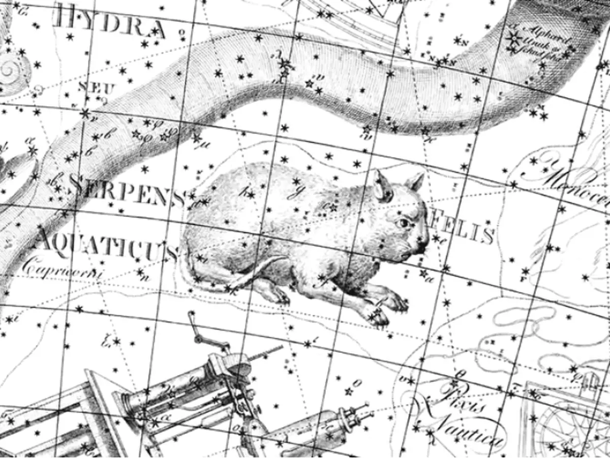 felis constellation,cat constellation