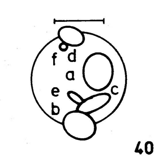 hickson compact group 40 members