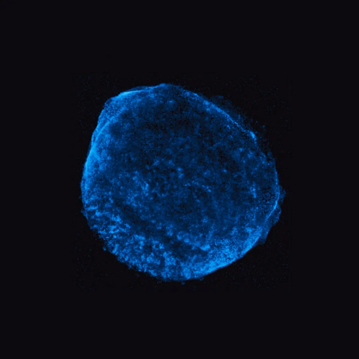 sn 1006 chandra